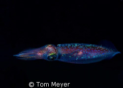 Photo taken with Nikon D200, Sea & sea housing , 60 mm lens by Tom Meyer 
